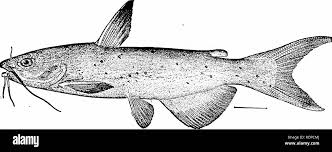 Image result for Ictalurus punctatus