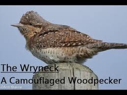 Attēlu rezultāti vaicājumam “Jynx torquilla adult”