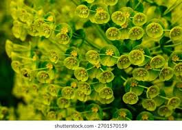 Attēlu rezultāti vaicājumam “Euphorbia cyparissias flower”