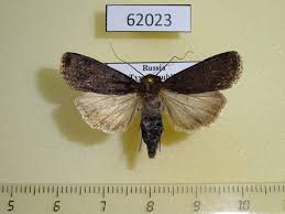 Attēlu rezultāti vaicājumam “Euxoa nigricans”