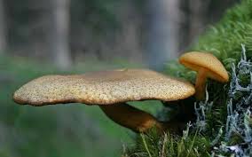 Attēlu rezultāti vaicājumam “Tricholomopsis decora”