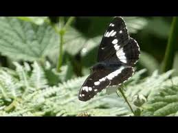 Attēlu rezultāti vaicājumam “Limenitis camilla upperside”