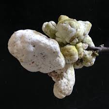 Attēlu rezultāti vaicājumam “Lycogala botrydium spores”