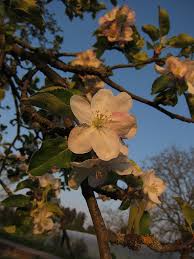 Attēlu rezultāti vaicājumam “Malus prunifolia”