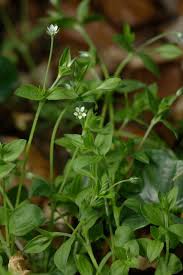 Attēlu rezultāti vaicājumam “Moehringia trinervia”