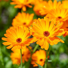 Attēlu rezultāti vaicājumam “Calendula officinalis”