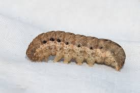 Attēlu rezultāti vaicājumam “Noctua fimbriata larva”