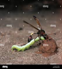 Attēlu rezultāti vaicājumam “Eumenes sp.”