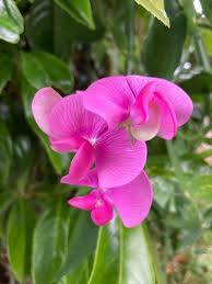 Image result for Lathyrus odoratus