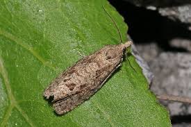 Attēlu rezultāti vaicājumam “Epiblema grandaevana”