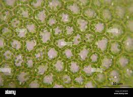 Attēlu rezultāti vaicājumam “Calypogeia suecica”