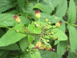 Attēlu rezultāti vaicājumam “Scrophularia nodosa leaf”