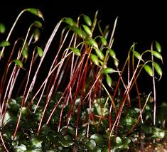 Attēlu rezultāti vaicājumam “Rhizomnium punctatum sporophyte”
