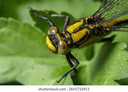 Attēlu rezultāti vaicājumam “Gomphus vulgatissimus”