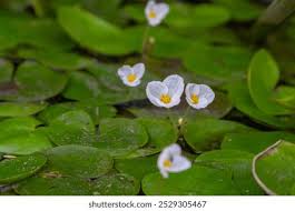 Attēlu rezultāti vaicājumam “Hydrocharis morsus-ranae leaf”