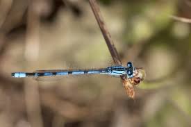 Attēlu rezultāti vaicājumam “Enallagma cyathigerum male”
