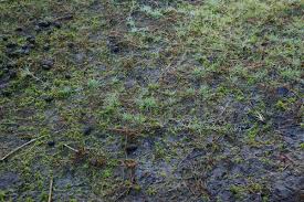 Attēlu rezultāti vaicājumam “Agrostis canina leaf”