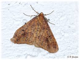 Attēlu rezultāti vaicājumam “Erannis defoliaria”