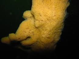 Attēlu rezultāti vaicājumam “Spongilla lacustris”