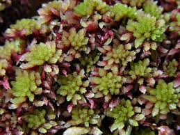 Attēlu rezultāti vaicājumam “Saelania glaucescens sporophyte”