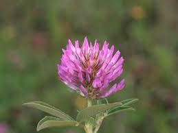 Attēlu rezultāti vaicājumam “Trifolium medium flower”