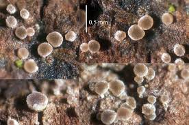 Attēlu rezultāti vaicājumam “Hyphodiscus hymeniophilus”