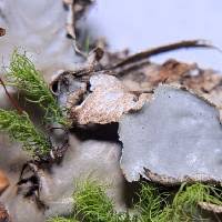 Attēlu rezultāti vaicājumam “Peltigera polydactylon”