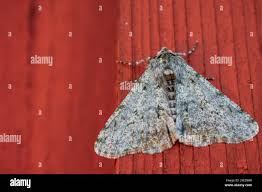 Attēlu rezultāti vaicājumam “Hadula trifolii”