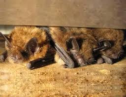 Attēlu rezultāti vaicājumam “Myotis brandtii”