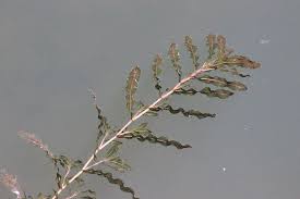 Attēlu rezultāti vaicājumam “Potamogeton compressus leaf”