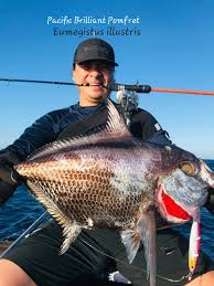 Image result for Eumegistus illustris