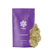 Attēlu rezultāti vaicājumam “Viola rupestris bud”