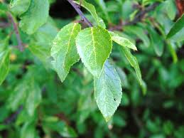 Attēlu rezultāti vaicājumam “Prunus spinosa leaf”