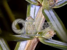 Attēlu rezultāti vaicājumam “Juniperus communis female flower”