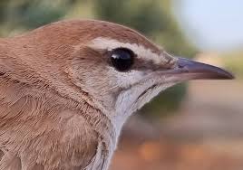 Image result for Cercotrichas galactotes