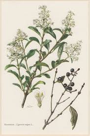 Attēlu rezultāti vaicājumam “Ligustrum vulgare”