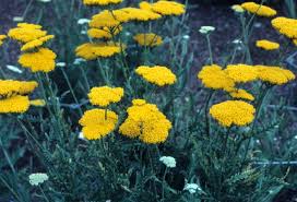 Image result for Achillea filipendulina
