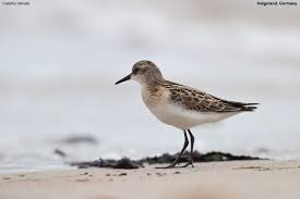Attēlu rezultāti vaicājumam “Calidris minuta”