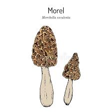 Attēlu rezultāti vaicājumam “Morchella esculenta”