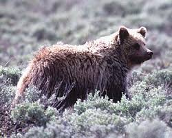 Attēlu rezultāti vaicājumam “Ursus arctos”