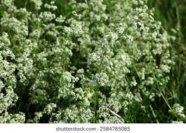 Attēlu rezultāti vaicājumam “Galium elongatum flower”