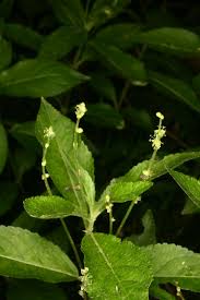 Attēlu rezultāti vaicājumam “Mercurialis perennis”