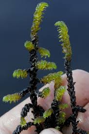 Attēlu rezultāti vaicājumam “Hamatocaulis lapponicus”