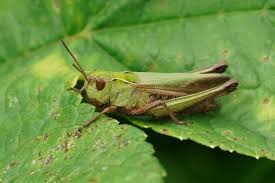 Attēlu rezultāti vaicājumam “Omocestus viridulus”