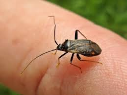 Attēlu rezultāti vaicājumam “Adelphocoris seticornis”