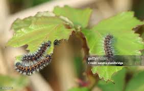 Attēlu rezultāti vaicājumam “Saturnia pavonia larva”