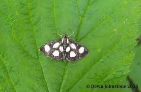 Attēlu rezultāti vaicājumam “Anania funebris”