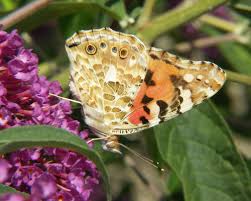 Attēlu rezultāti vaicājumam “Vanessa cardui upperside”