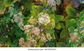 Attēlu rezultāti vaicājumam “Hylotelephium maximum leaf”