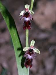 Attēlu rezultāti vaicājumam “Ophrys insectifera”